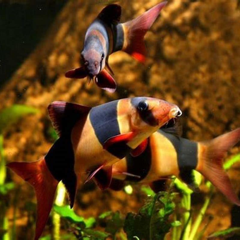 Do zebra loaches need to be in groups?