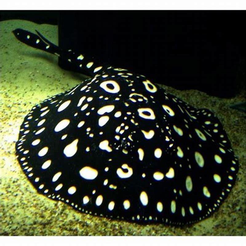 Does a stingray live in saltwater?