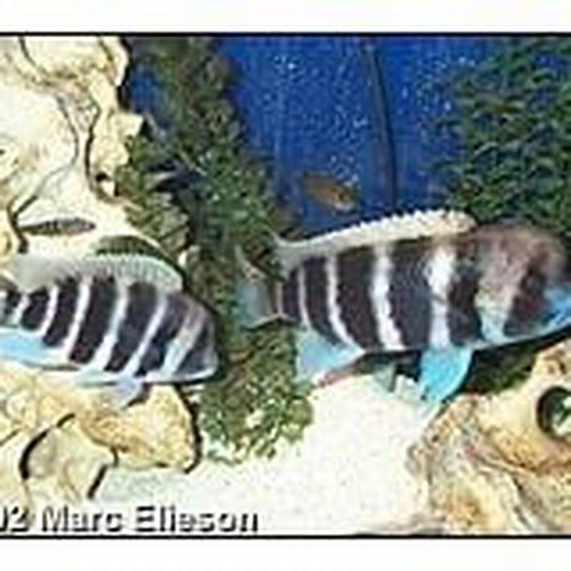 Does Frontosa grow slowly?