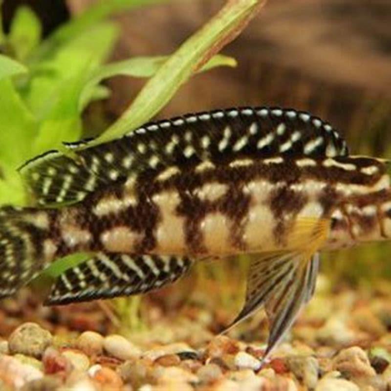 Does Kribensis pair for life?