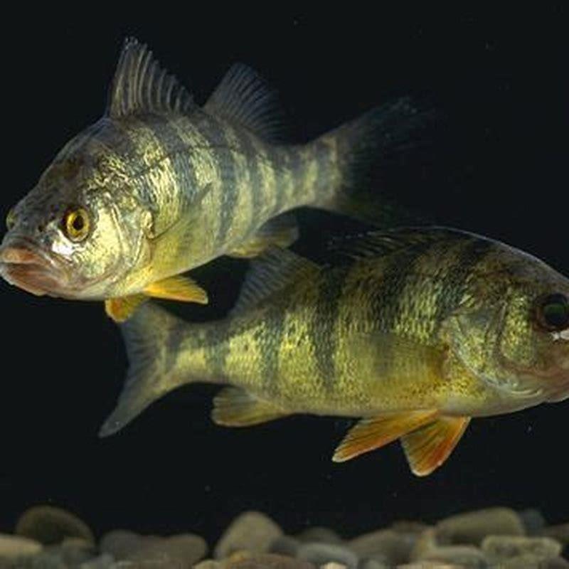 Does perch have another name?