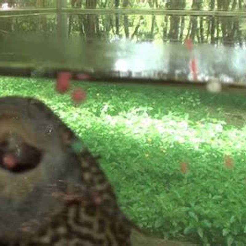Does pleco fish eat?