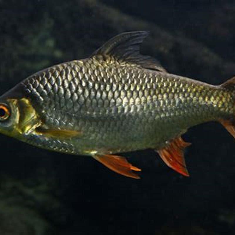 Does tinfoil barb need oxygen?