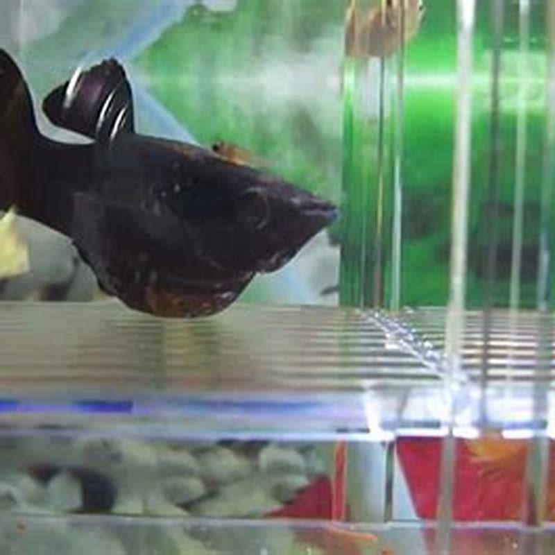 How big can a molly fish get?
