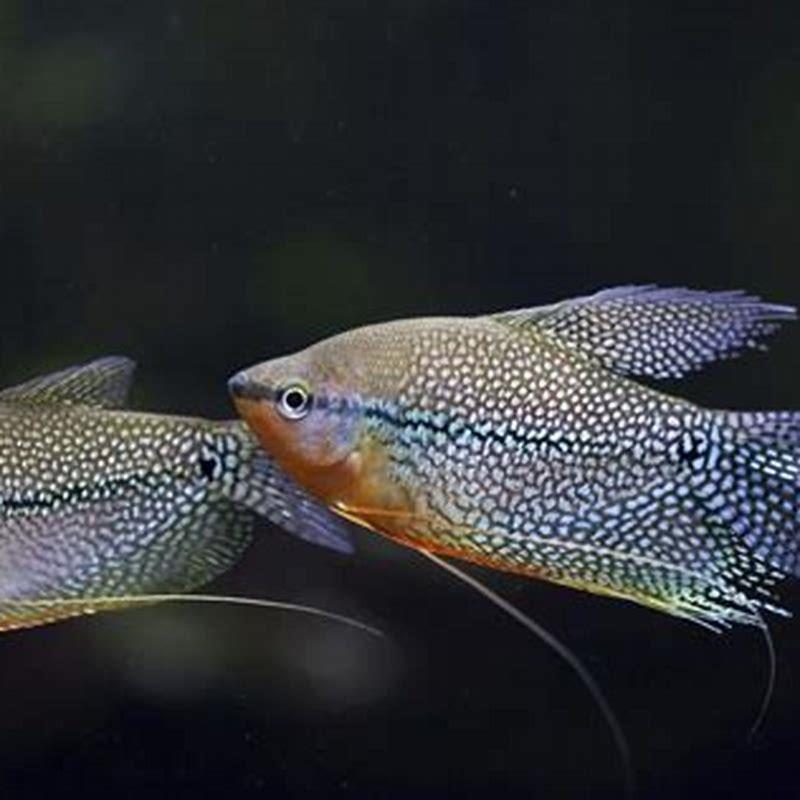 How big can giant Gouramis get?