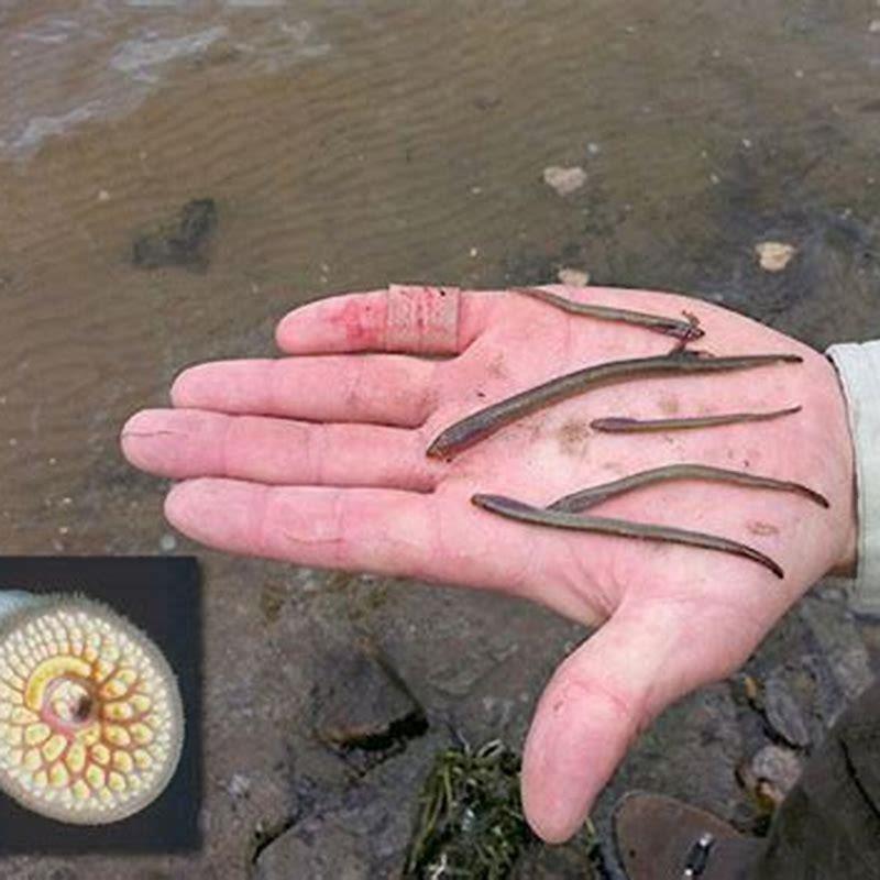 How big can lampreys get? - DIY Seattle