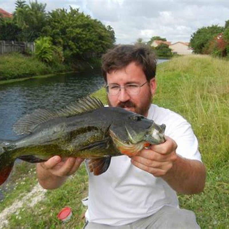 How big do black belt cichlids get?