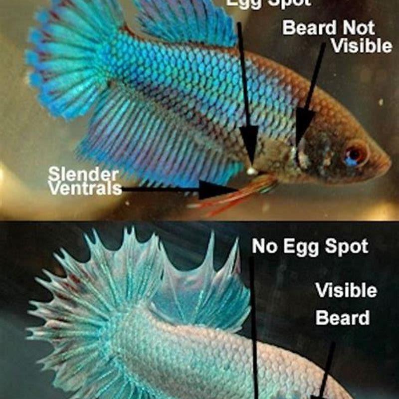 How big do black spot barbs get?