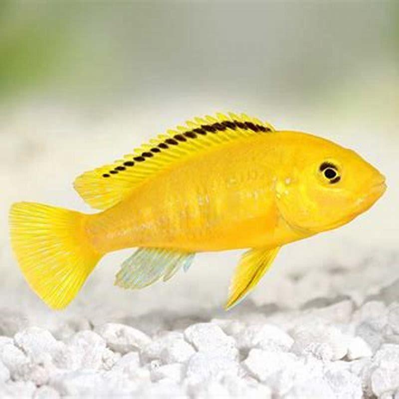 How big do Brichardi cichlids get?