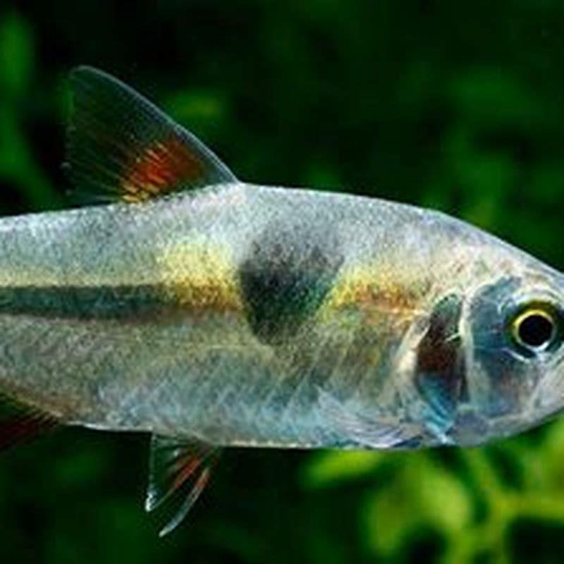 How big do bucktooth Tetras get? - DIY Seattle