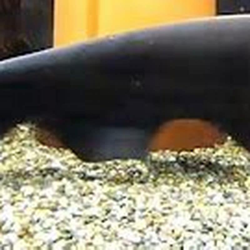 How big do clown knife fish get in captivity?
