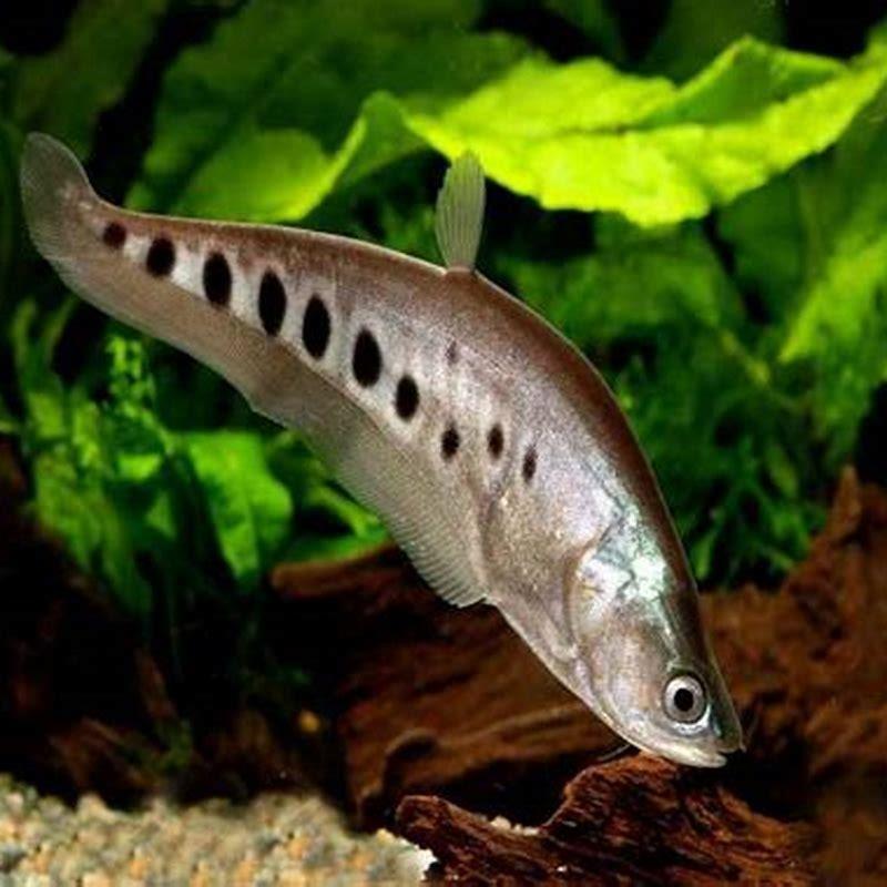 How big do clown knife fish grow?