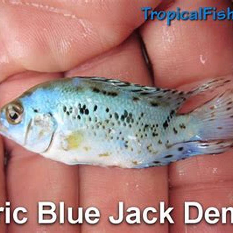 How big do Duboisi cichlids get?