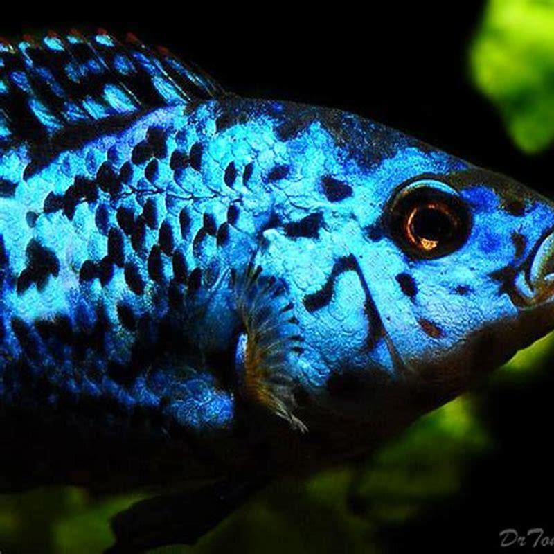 How big do Electric Blue Jack Dempsey cichlids get?
