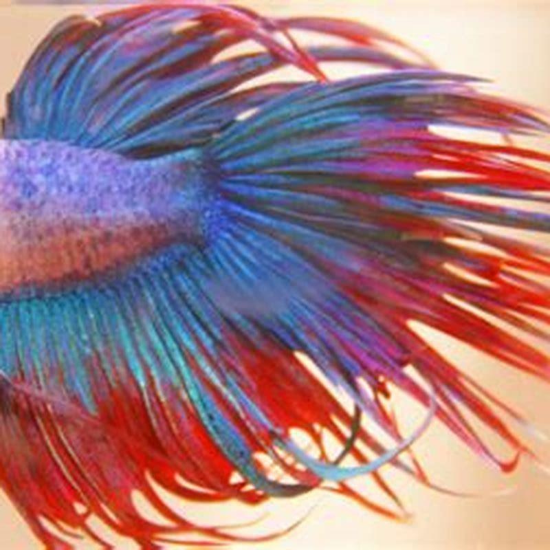 How big do elephant fish grow?