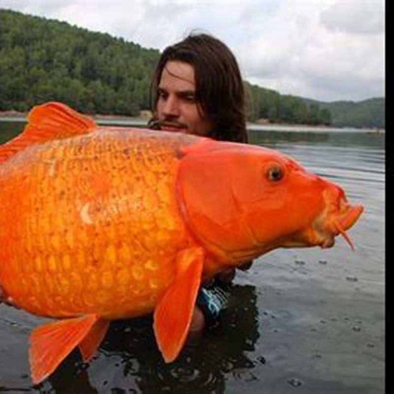 How big do giant danios grow?