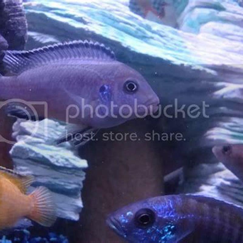 How big do giraffe cichlids get?