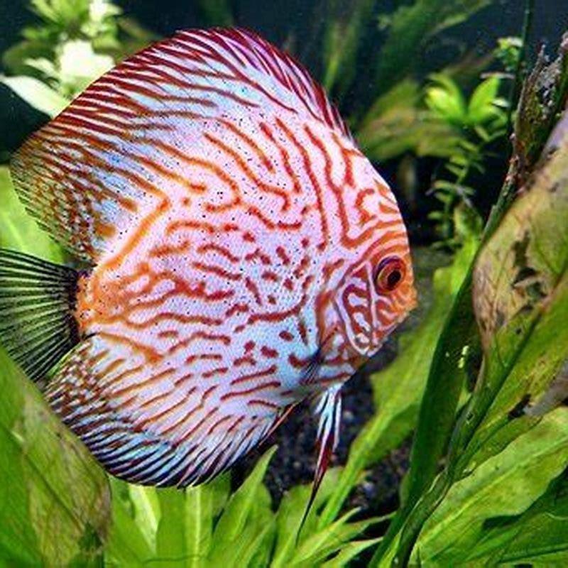 How big do glowlight rasboras get?