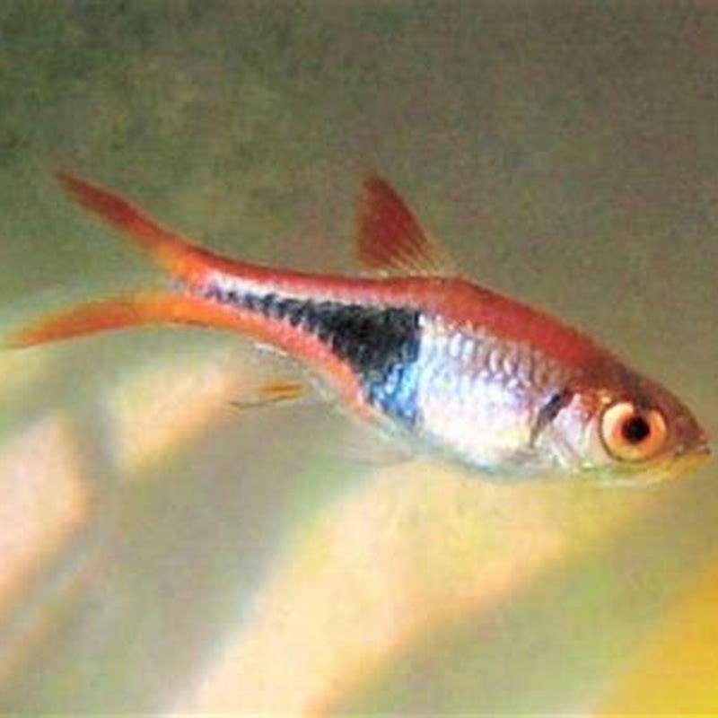 How big do harlequin Tetras get?