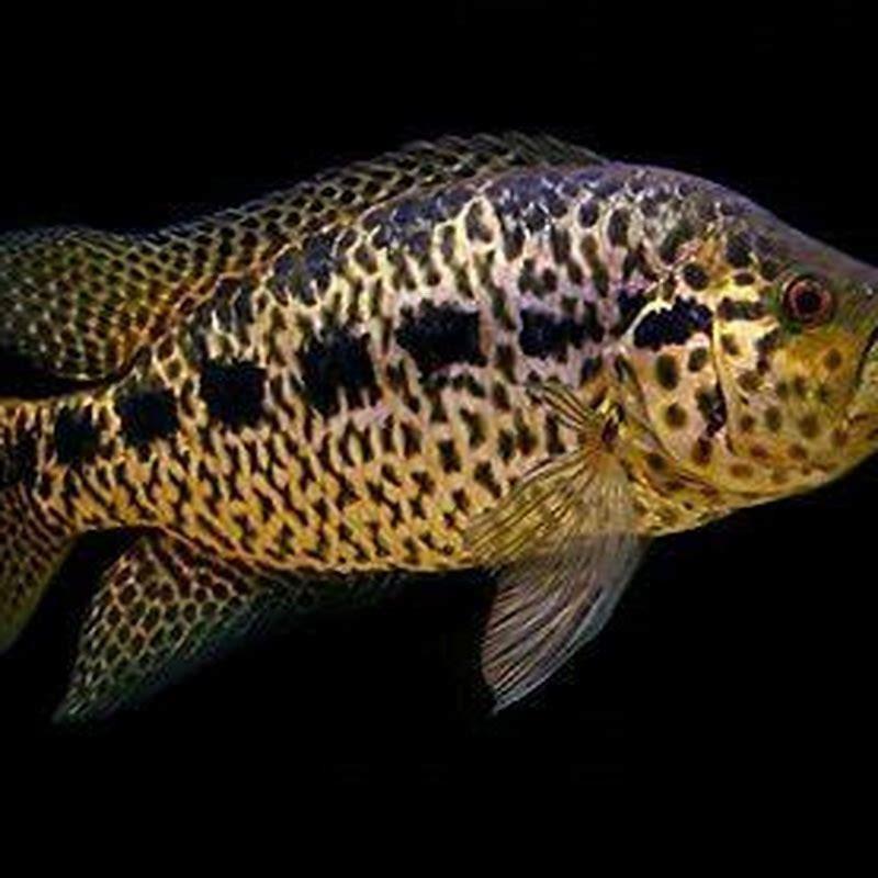 How big do Jaguar cichlids get?