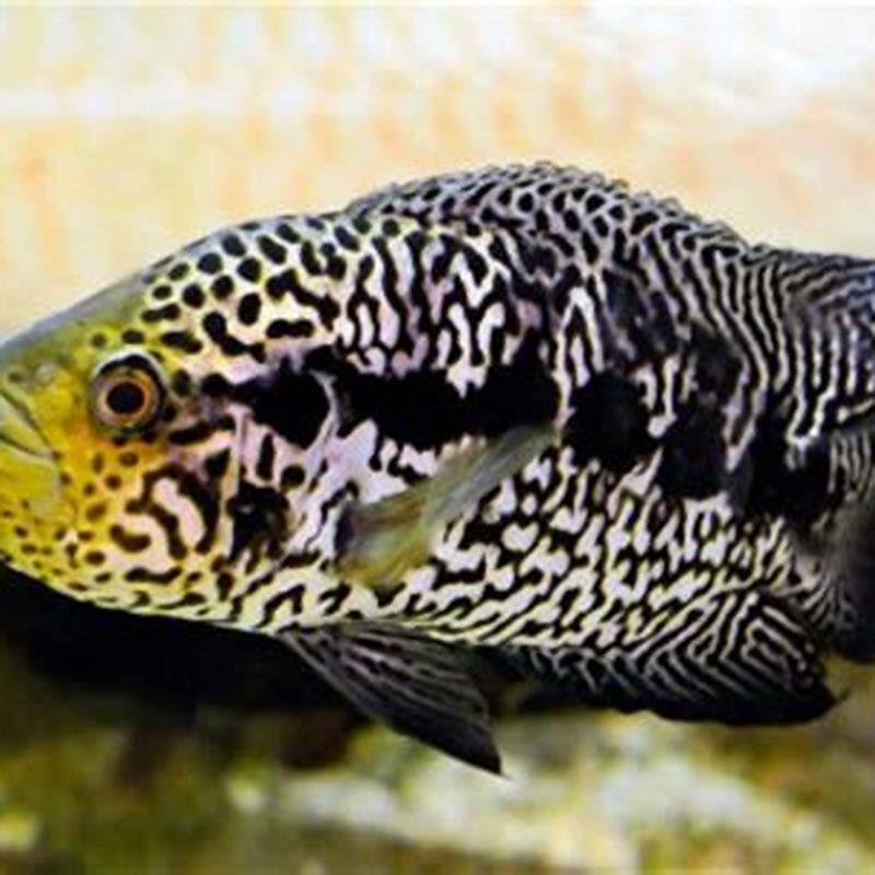 How big do Jaguar cichlids grow? - DIY Seattle