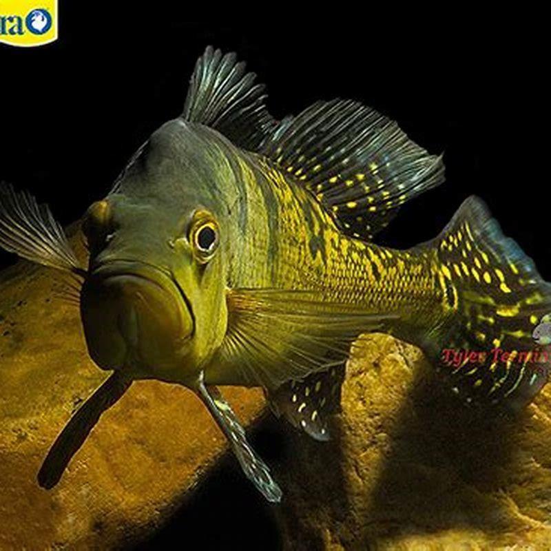 How big do Lionhead cichlids get?