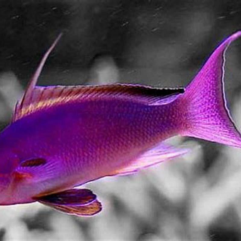 How big do lyretail Anthias get?