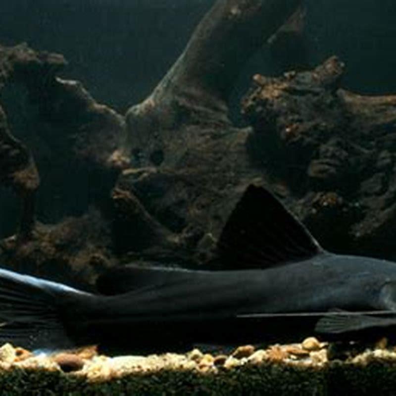 How big do Mystus catfish get?