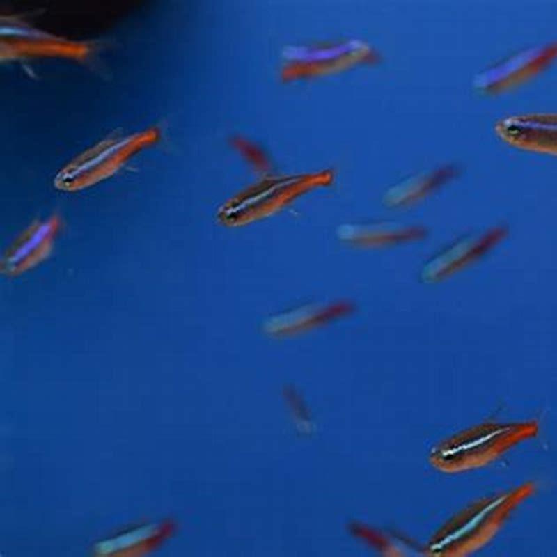 How big do phantom tetras get?
