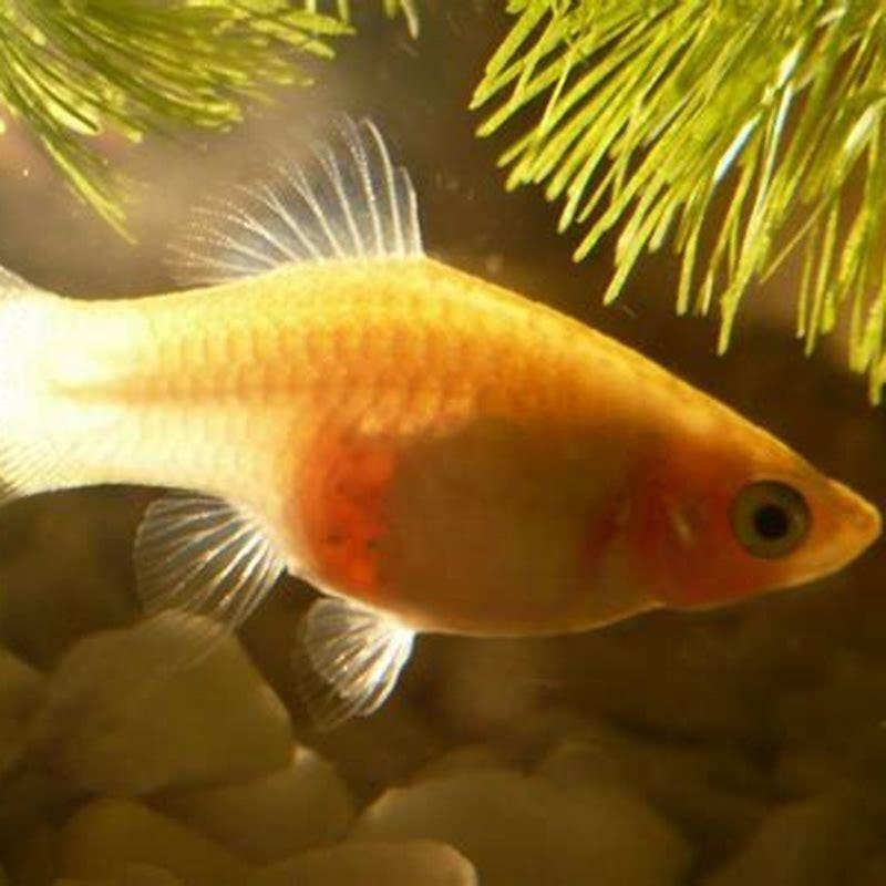 How big do platies fish get?