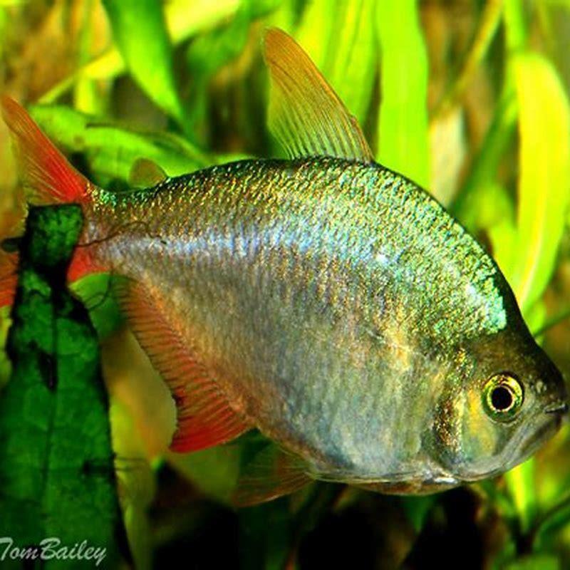 How big do red and blue Columbian tetras get? - DIY Seattle