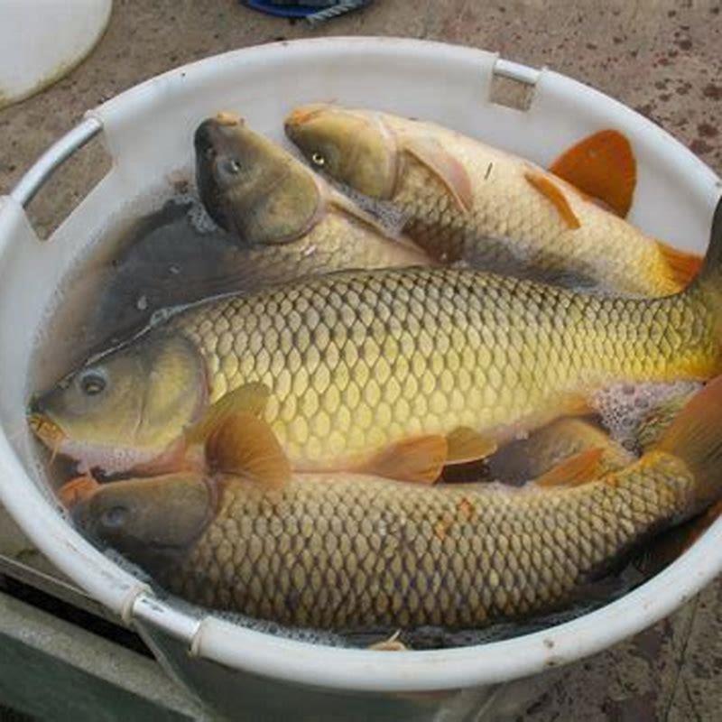 6-types-of-ponds-for-fish-farming