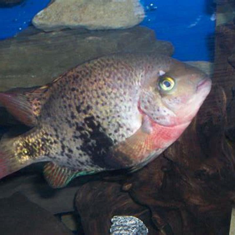 How big do Texas cichlids grow?