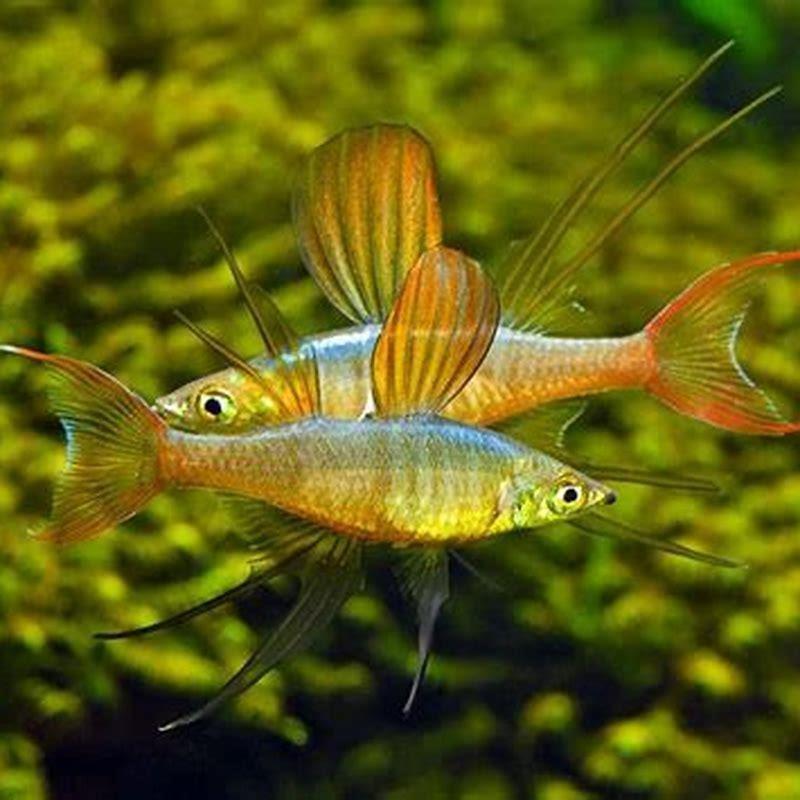 how-big-do-threadfin-rainbowfish-get-diy-seattle