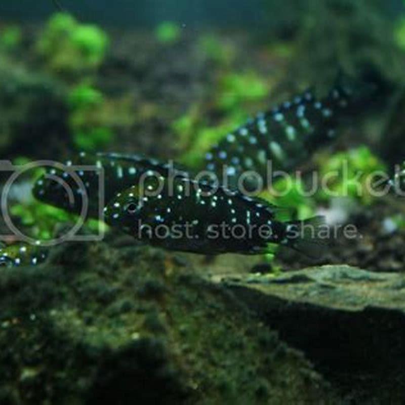 How big do Tropheus get?