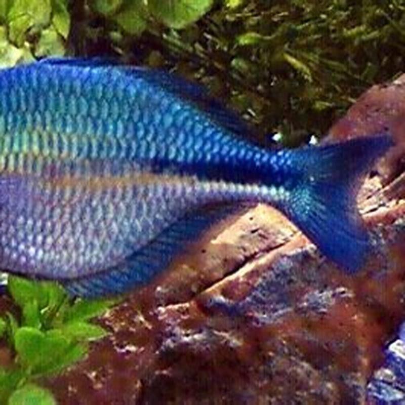 How Big Does A Blue Rainbow Fish Get DIY Seattle