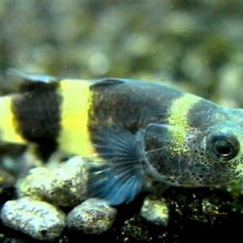 How big does a freshwater goby get?