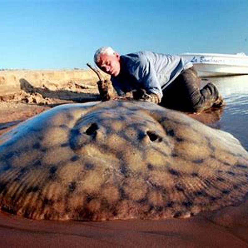 How big does a freshwater stingray get?