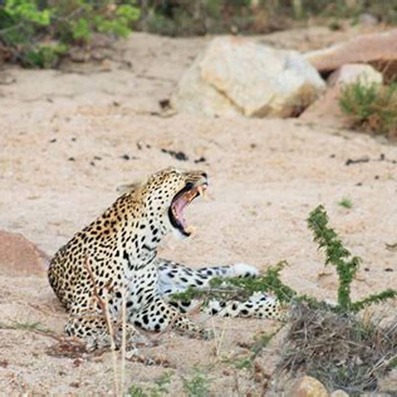 How big does a leopard Ctenopoma get?