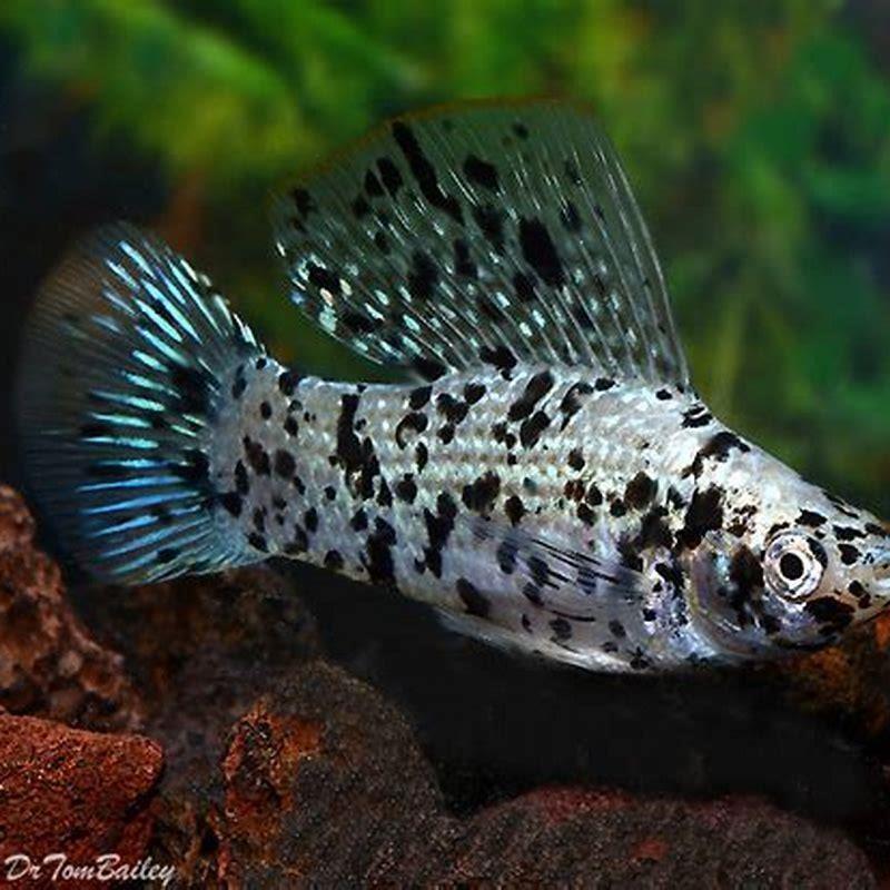 How big does a sailfin molly get?