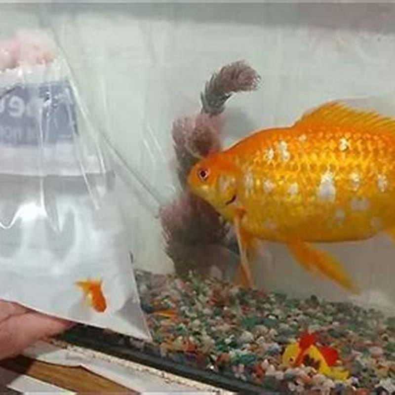 How big does a scat fish get?