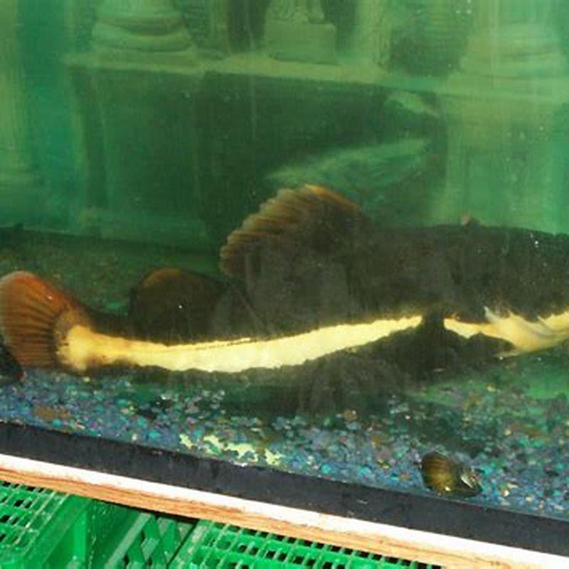 How big does red tail catfish get?
