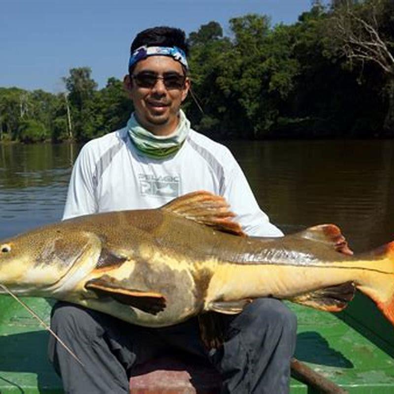 How big will a redtail catfish get?