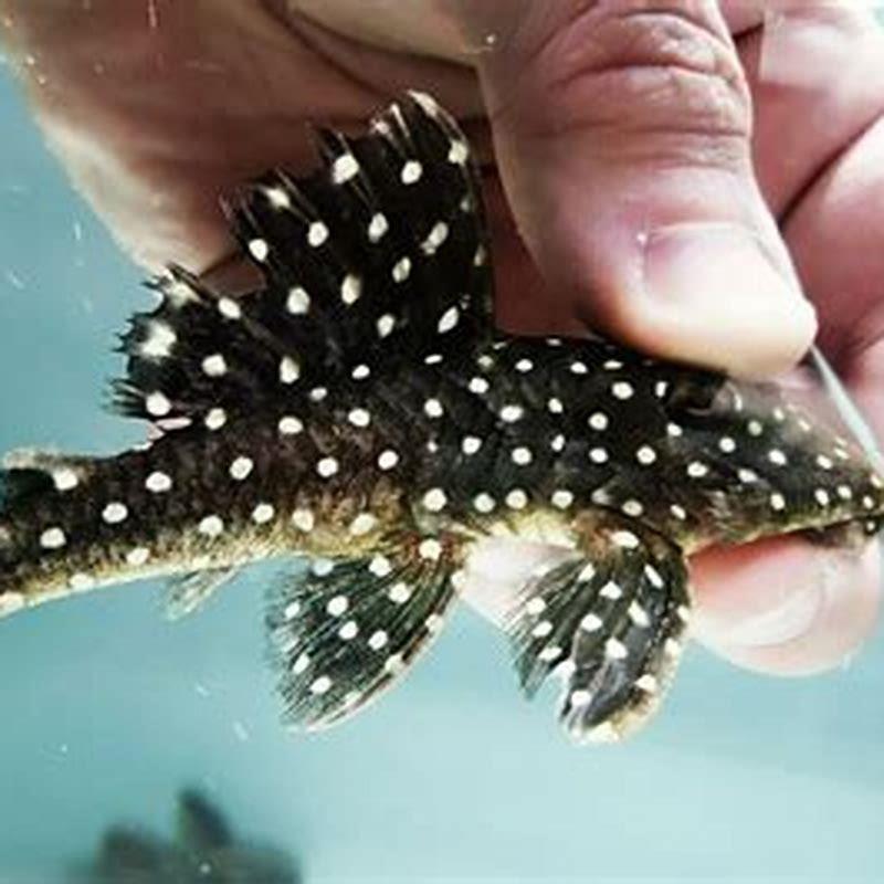 How big will a snowball pleco get?