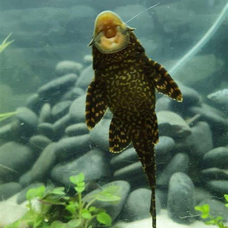 How can you tell a common pleco?