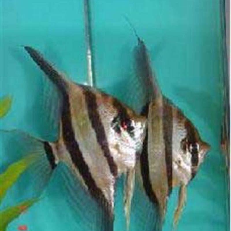 How Can You Tell A Manacapuru Angelfish? - DIY Seattle