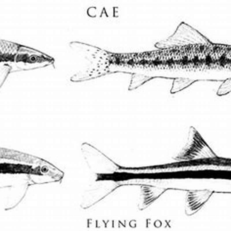 how-can-you-tell-real-sae-diy-seattle