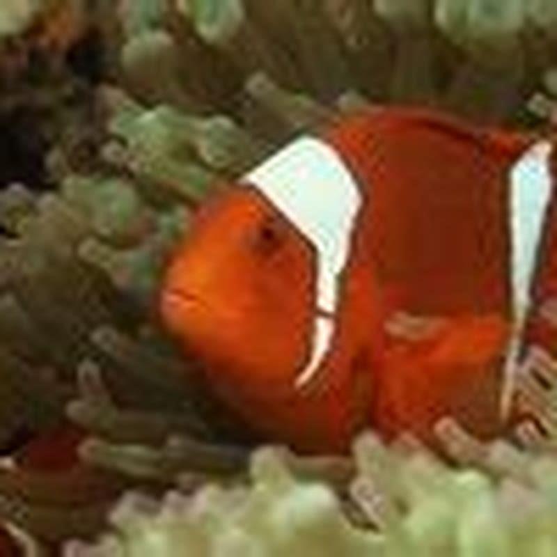 How do anthias reproduce?