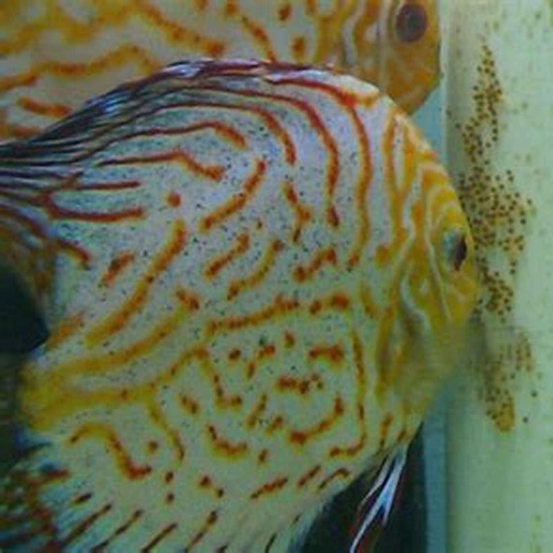 How do barbs spawn?