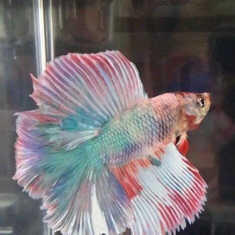 How do I choose a betta fish?
